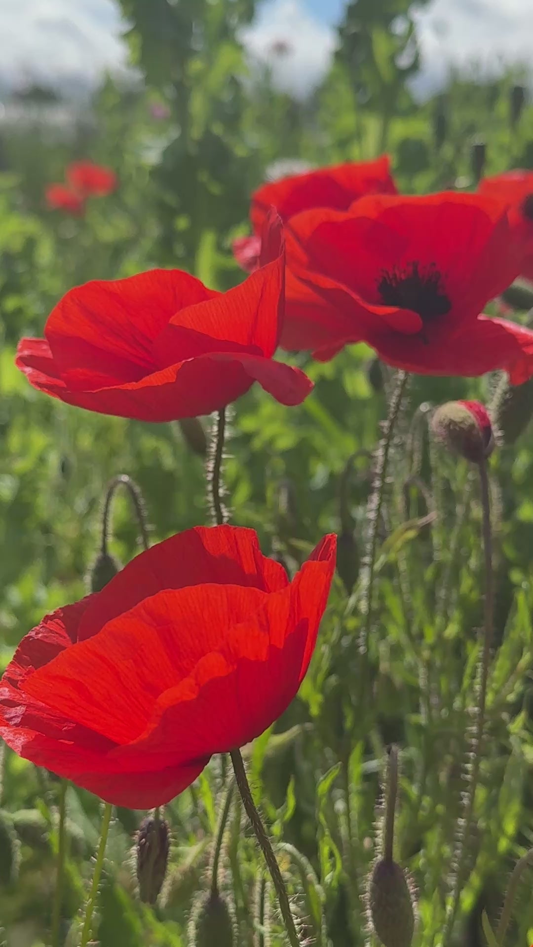 Poppy Flanders Red