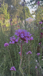 Verbena bonariensis