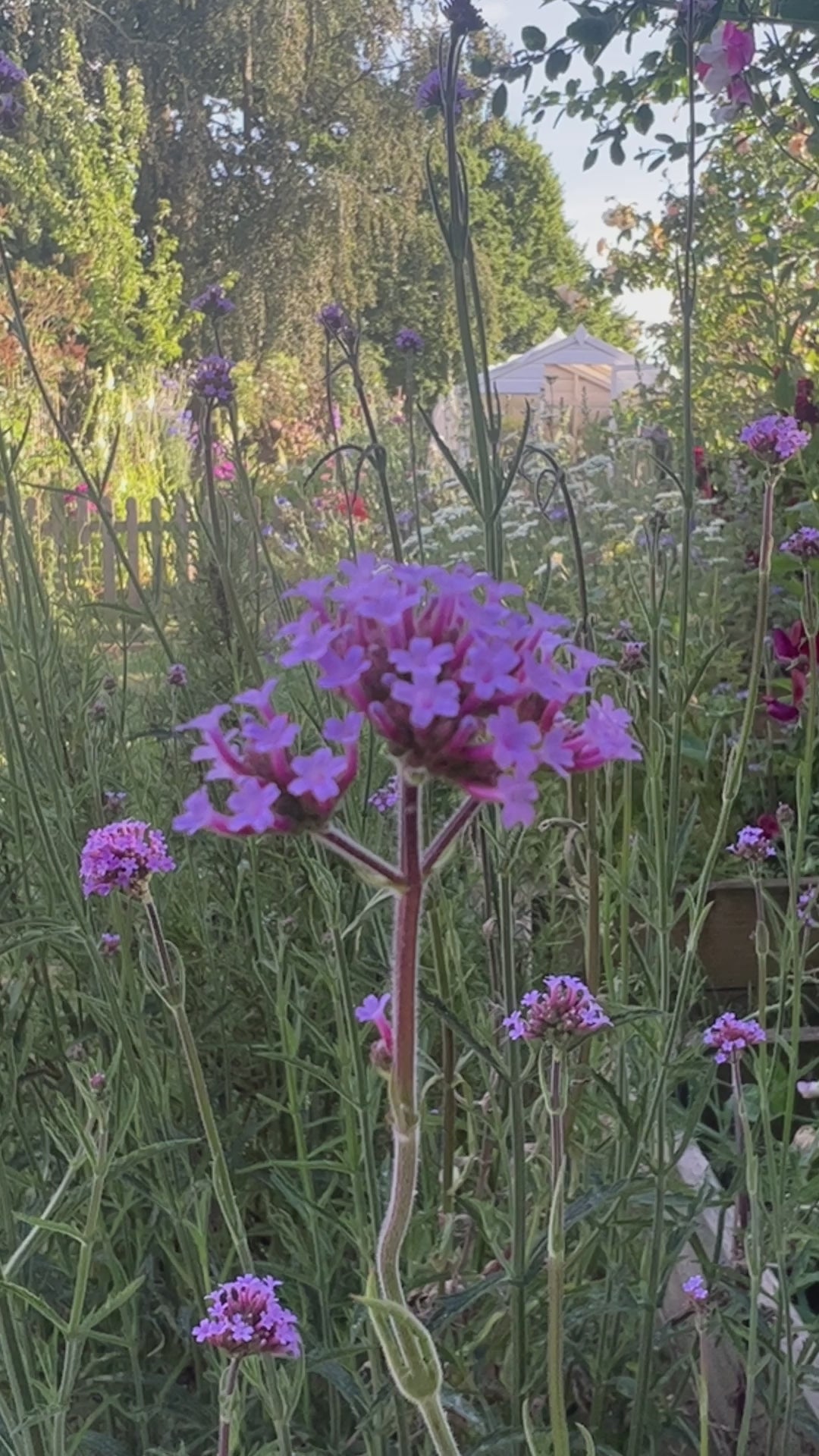 Verbena Bonariensis