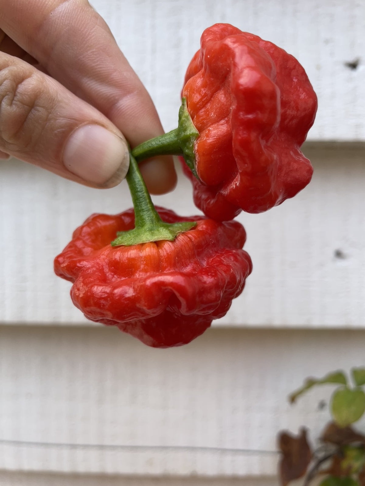 Jamaican Red Chilli