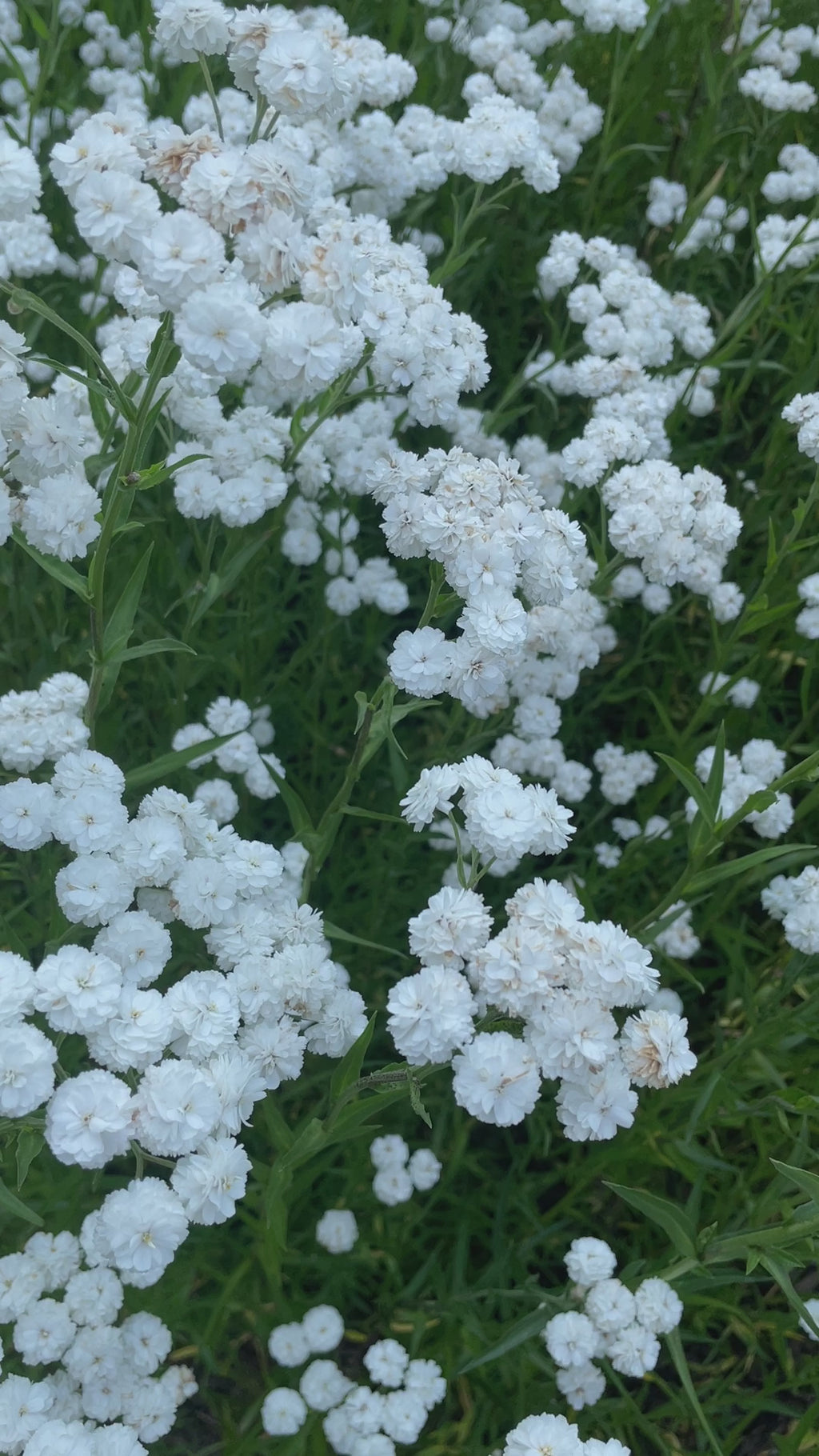 Achillea Marshmallow