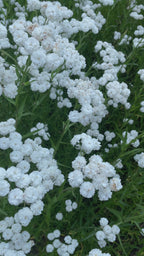 Achillea Marshmallow