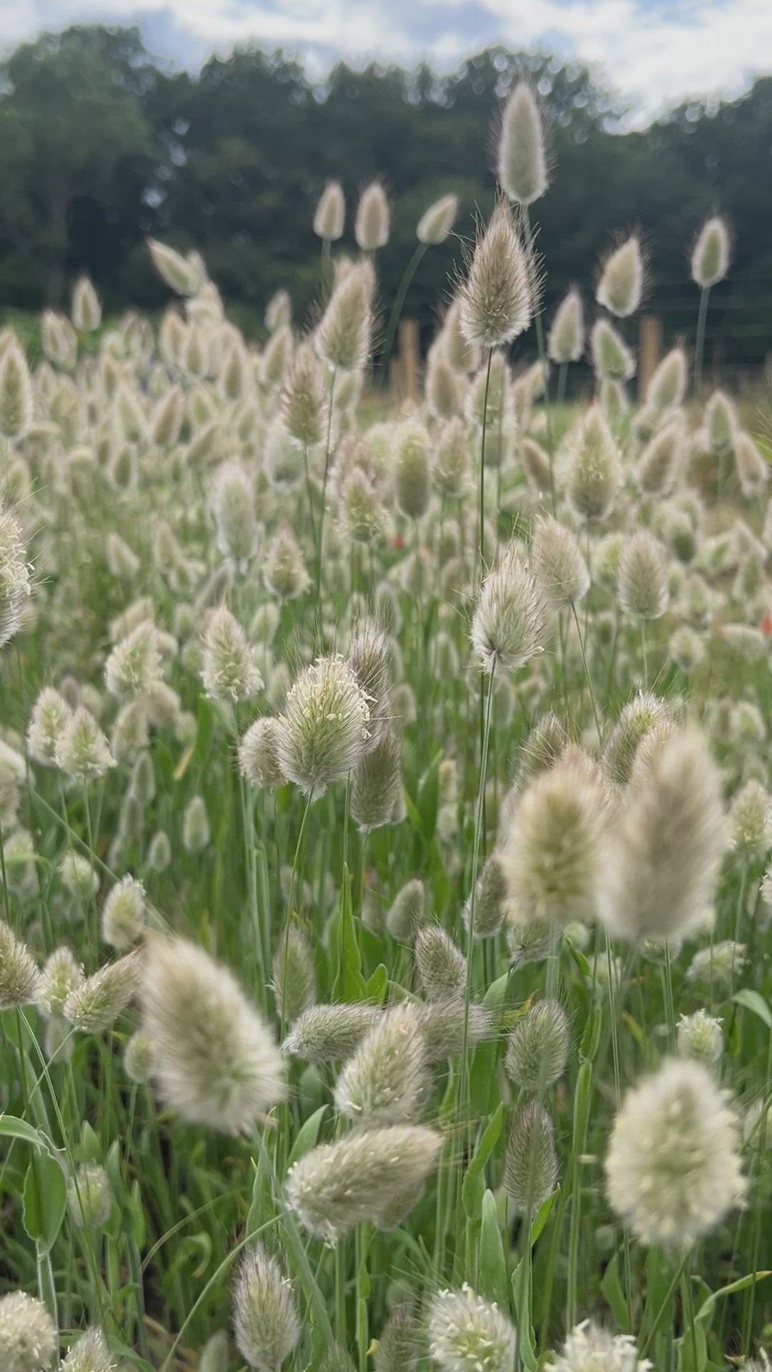 Bunny Tails - Lagurus Ovatus