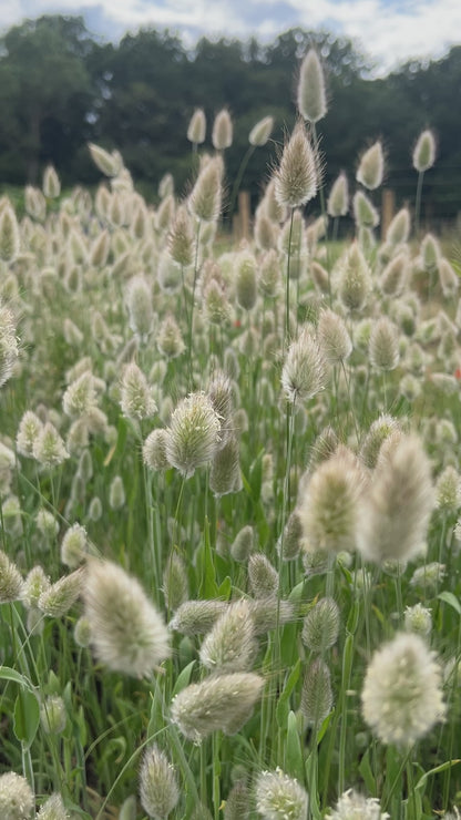 Bunny Tails - Lagurus Ovatus