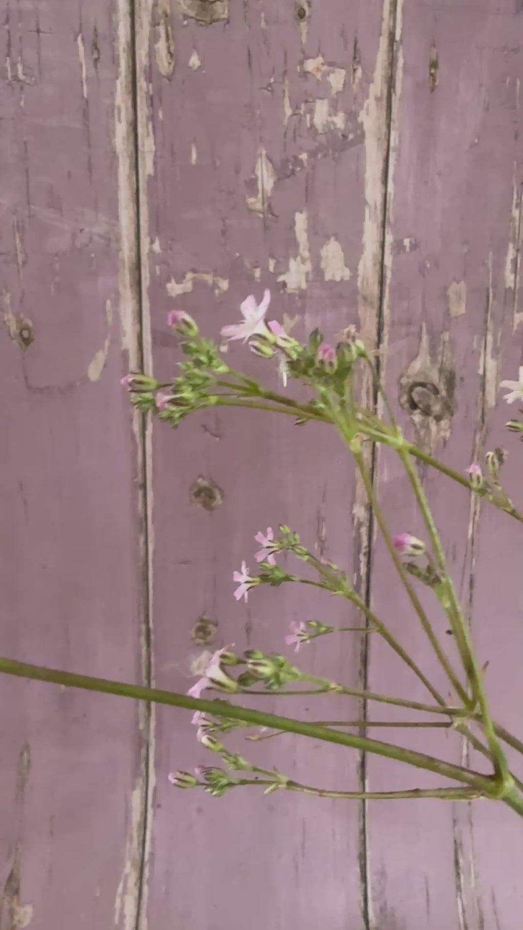 Gypsophila Pink