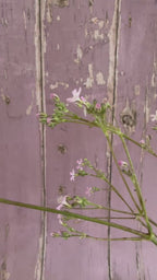 Gypsophila Pink