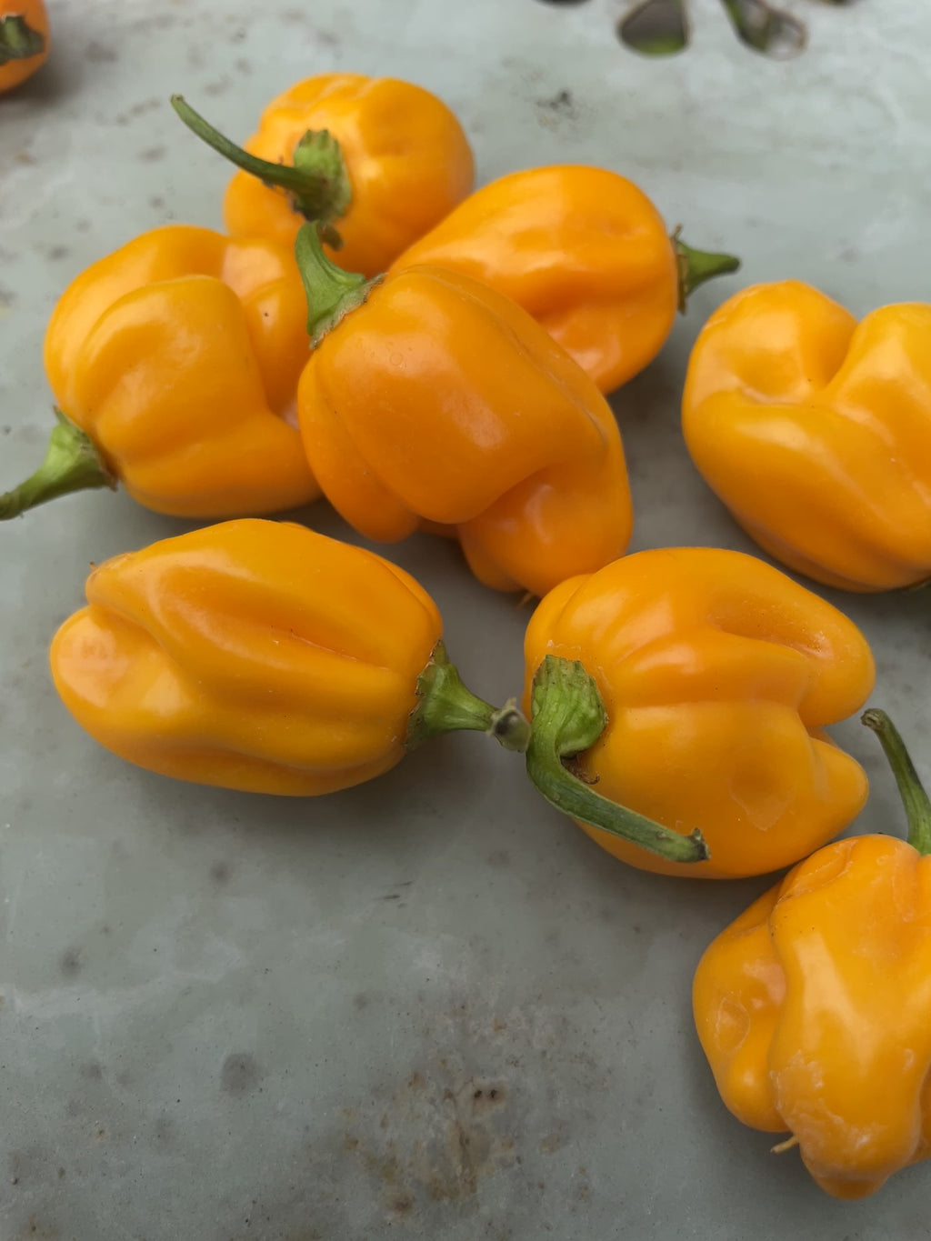 Habanero Lemon Chilli