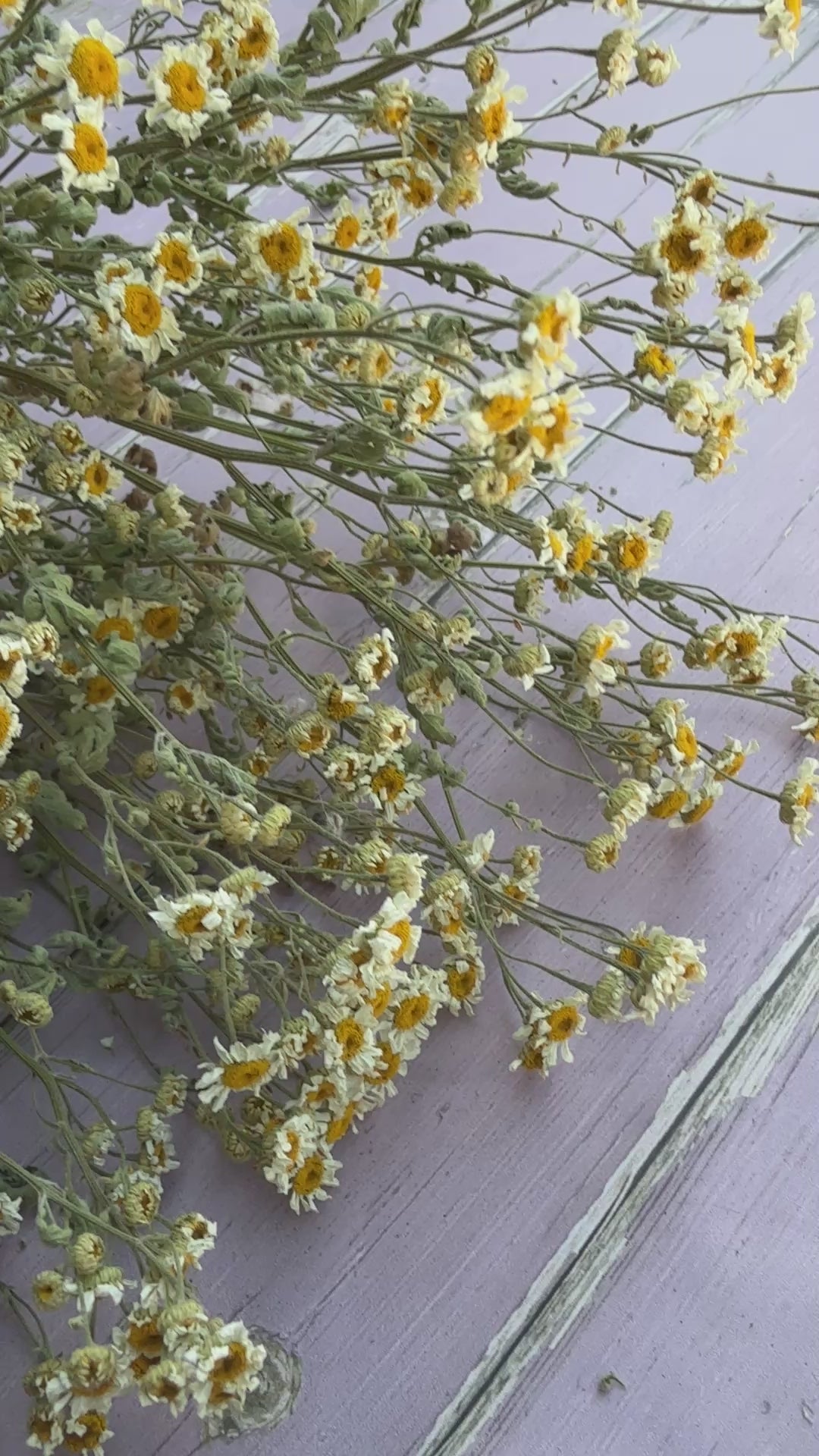 Feverfew Dried