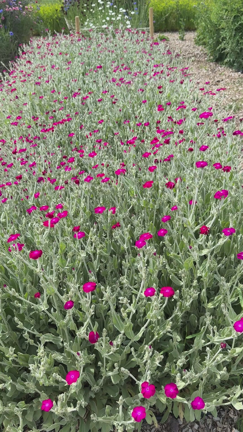 Rose Campion