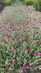 Rose Campion