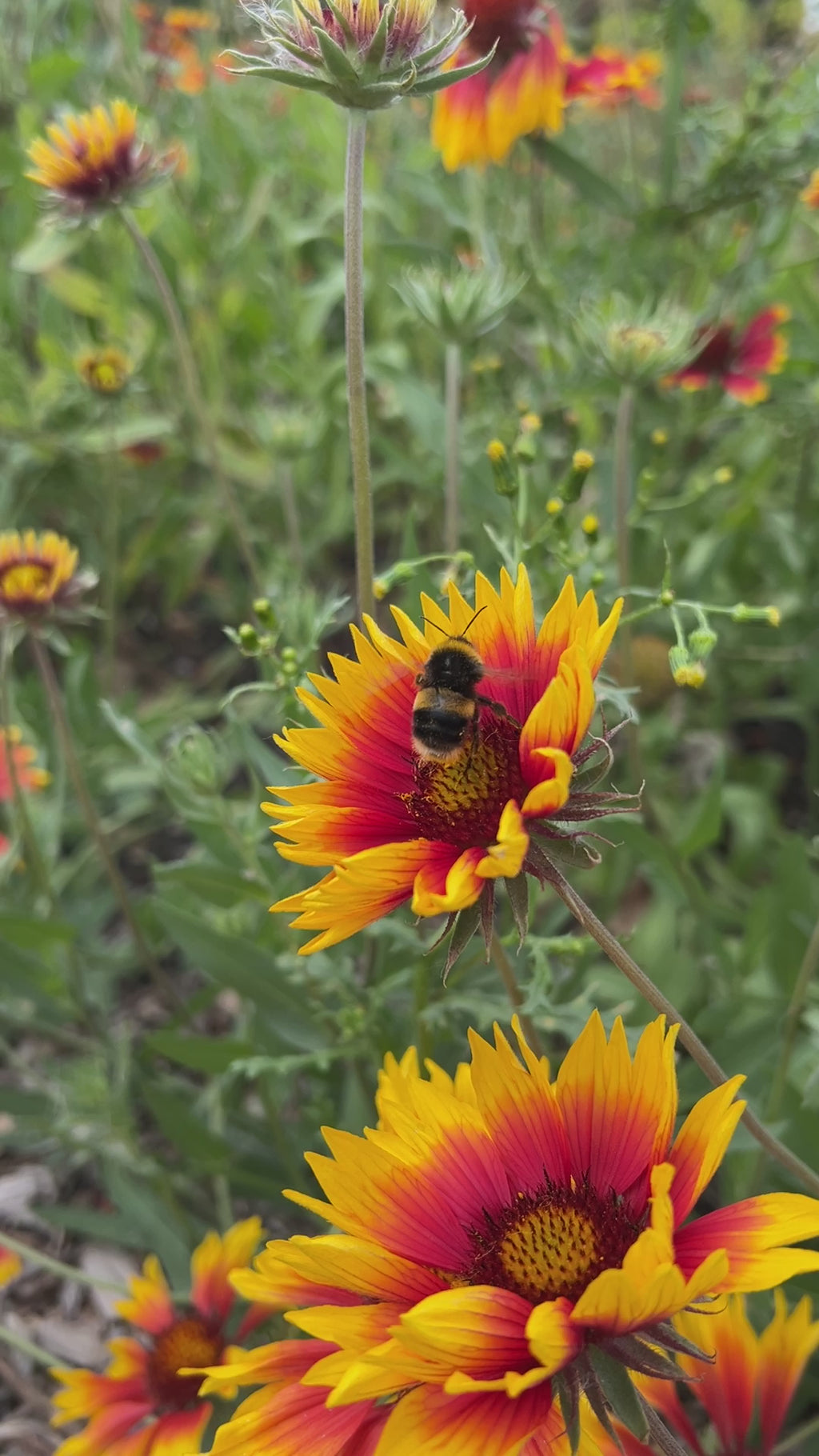 Gaillardia Aristata Bicolour Goblin