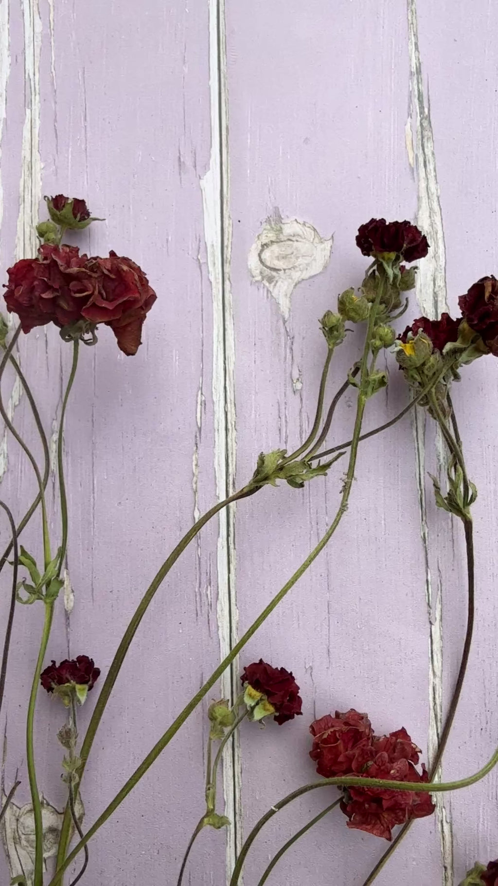 Geums 'Mrs Bradshaw' Dried