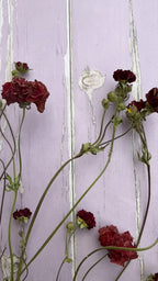 Geums 'Mrs Bradshaw' Dried