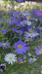 Swan River Daisies Mixed