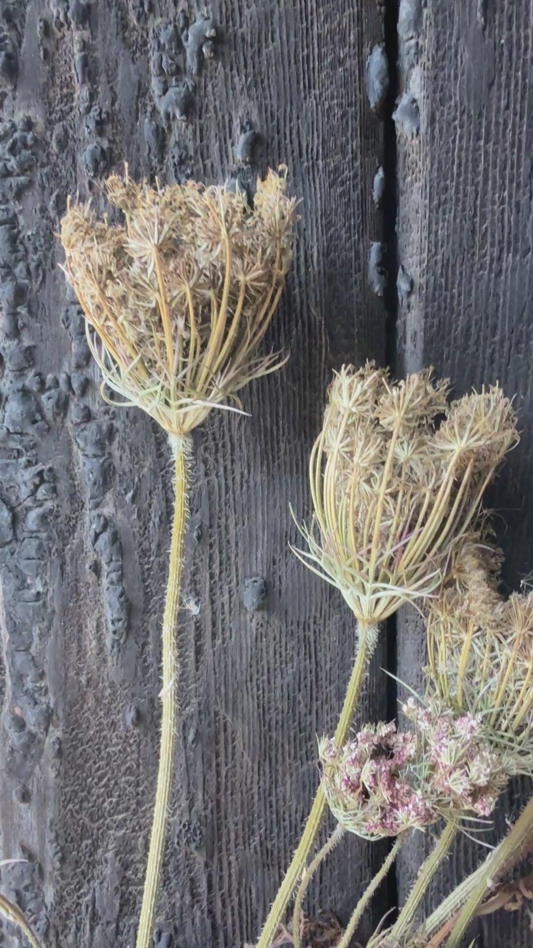 Umbellifers Dried