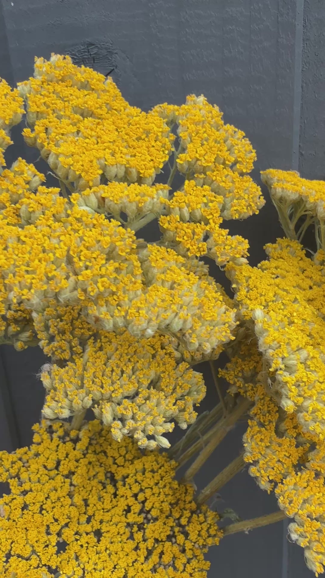 Achillea Cloth of Gold Dried