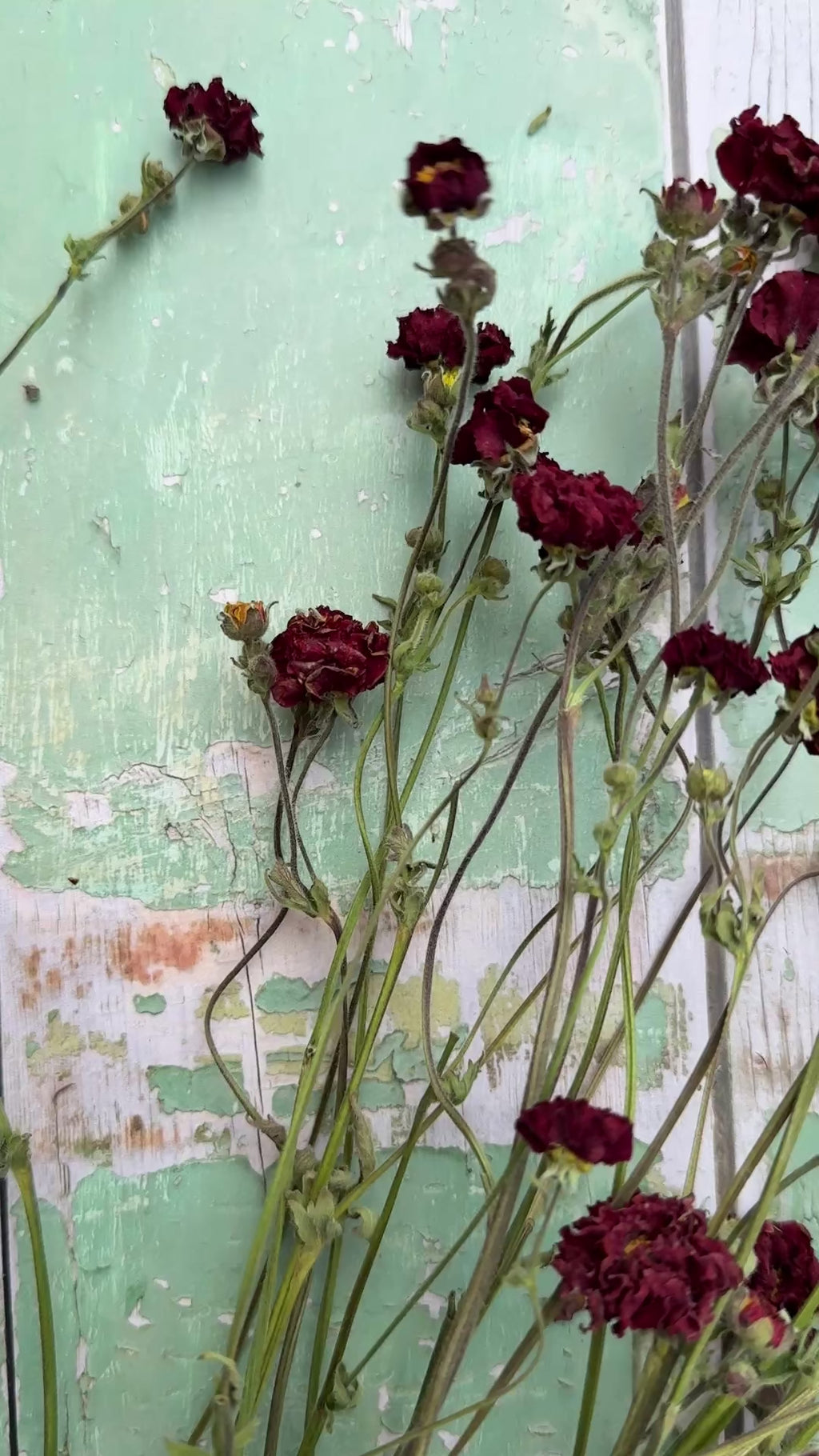 Geums 'Mrs Bradshaw' Dried