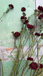 Geums 'Mrs Bradshaw' Dried