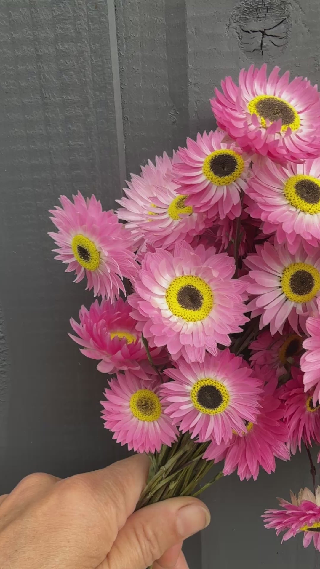 Acroclinium Strawflowers Dried
