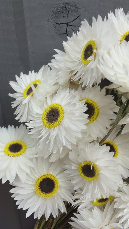Acroclinium Strawflowers Dried
