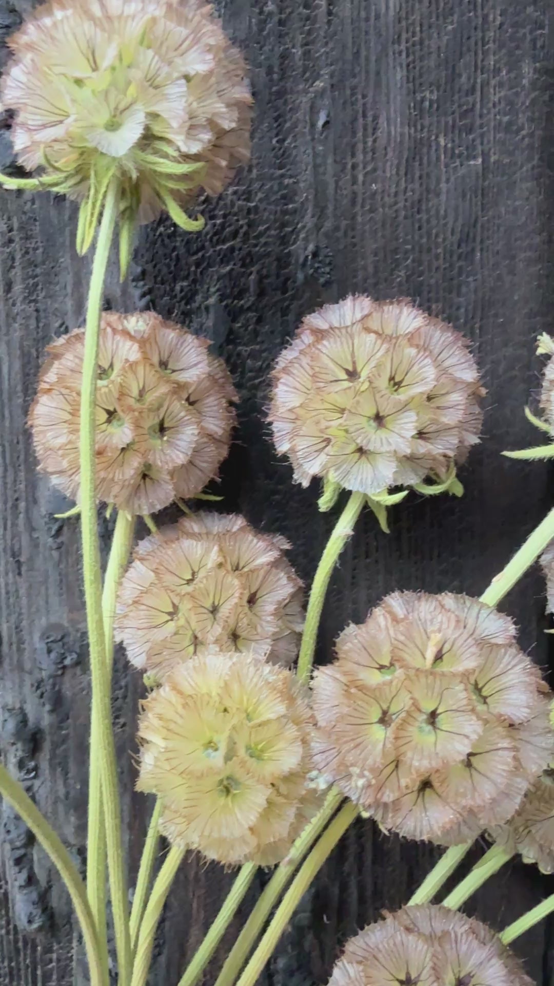 Scabious Stellata Seed Heads Dried