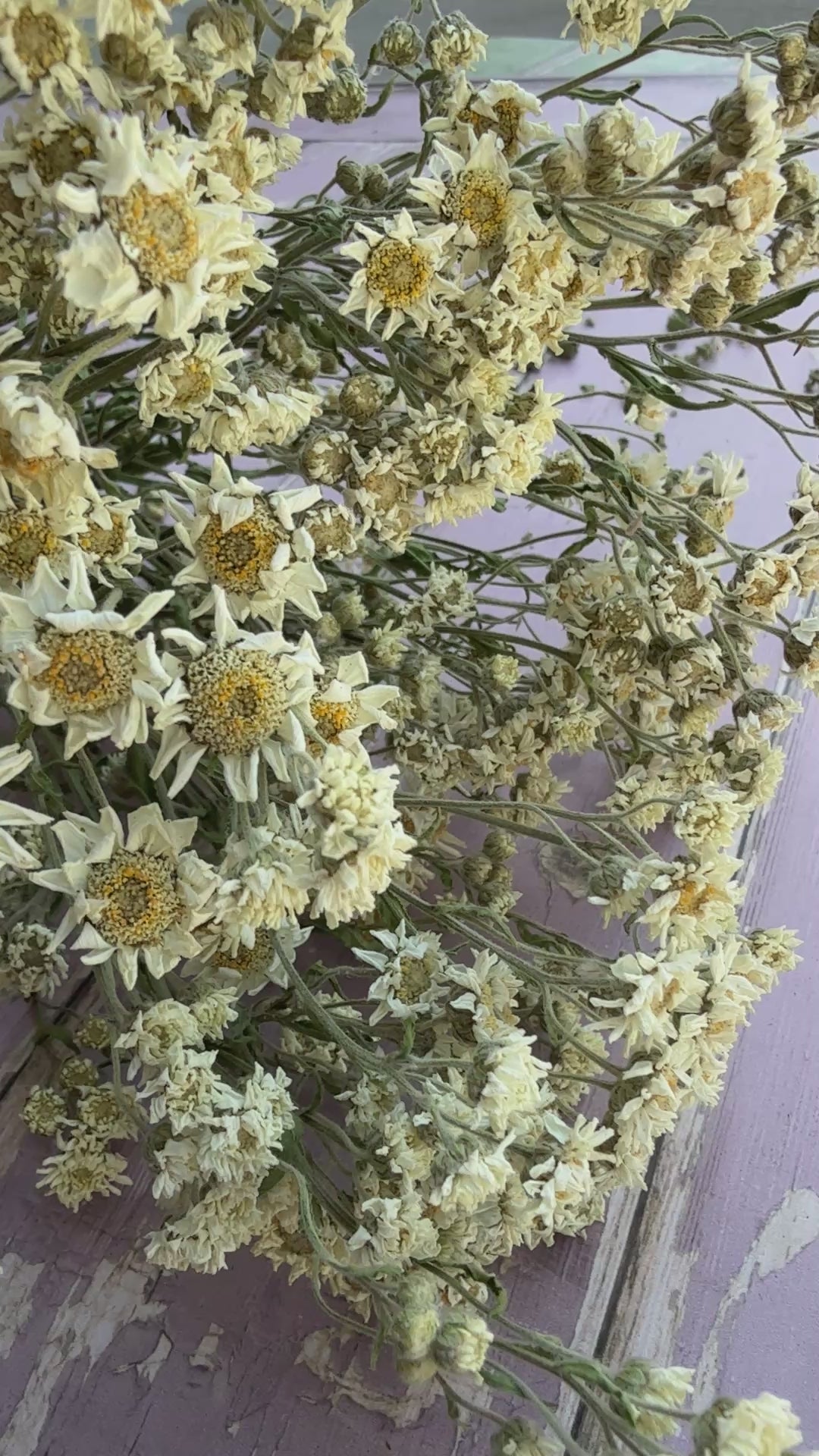 Achillea Ballerina Dried