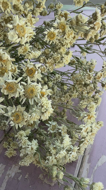 Achillea Ballerina Dried