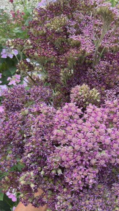 Achillea Dried