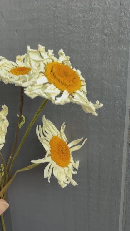 Oxeye Daisies Dried