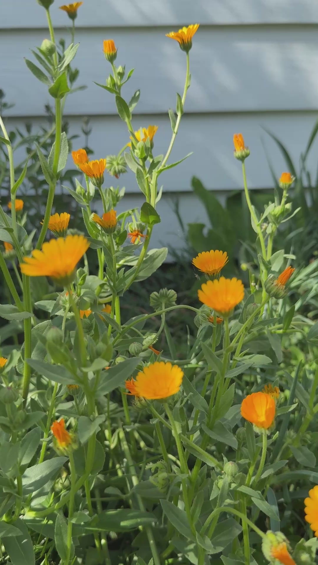 Calendula Wintersun