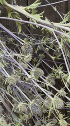 Eryngium (Sea Holly) Dried
