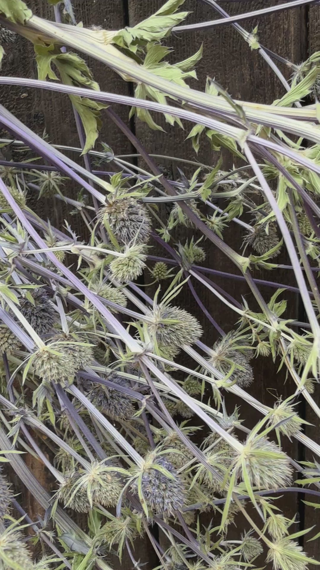 Eryngium (Sea Holly) Dried