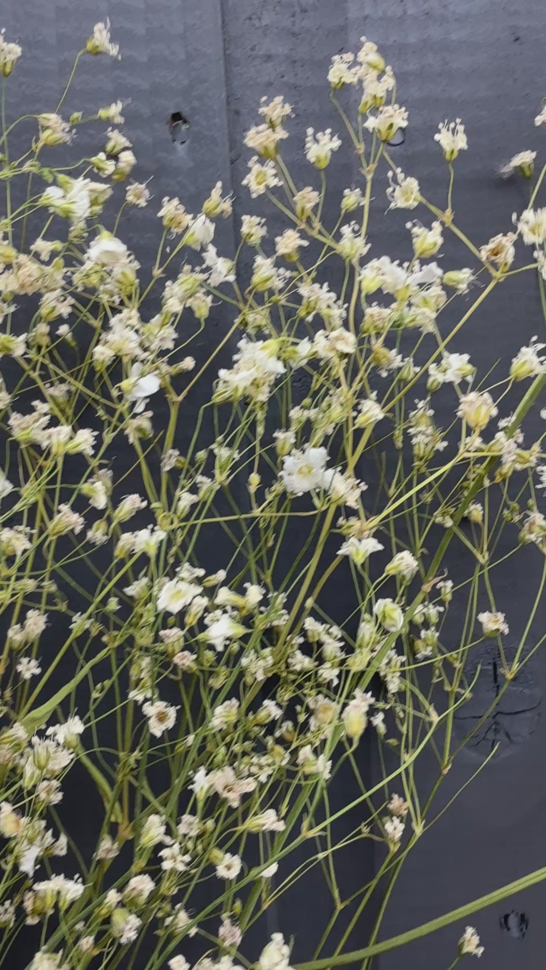 Gypsophila Dried