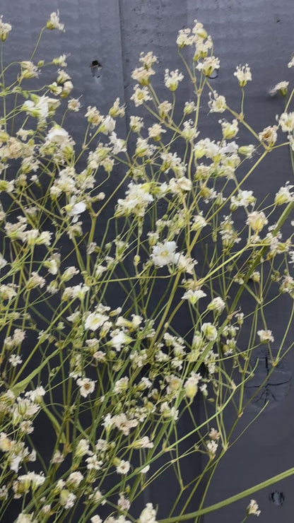 Gypsophila Dried