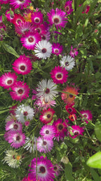 Mesembryanthemum Harlequin