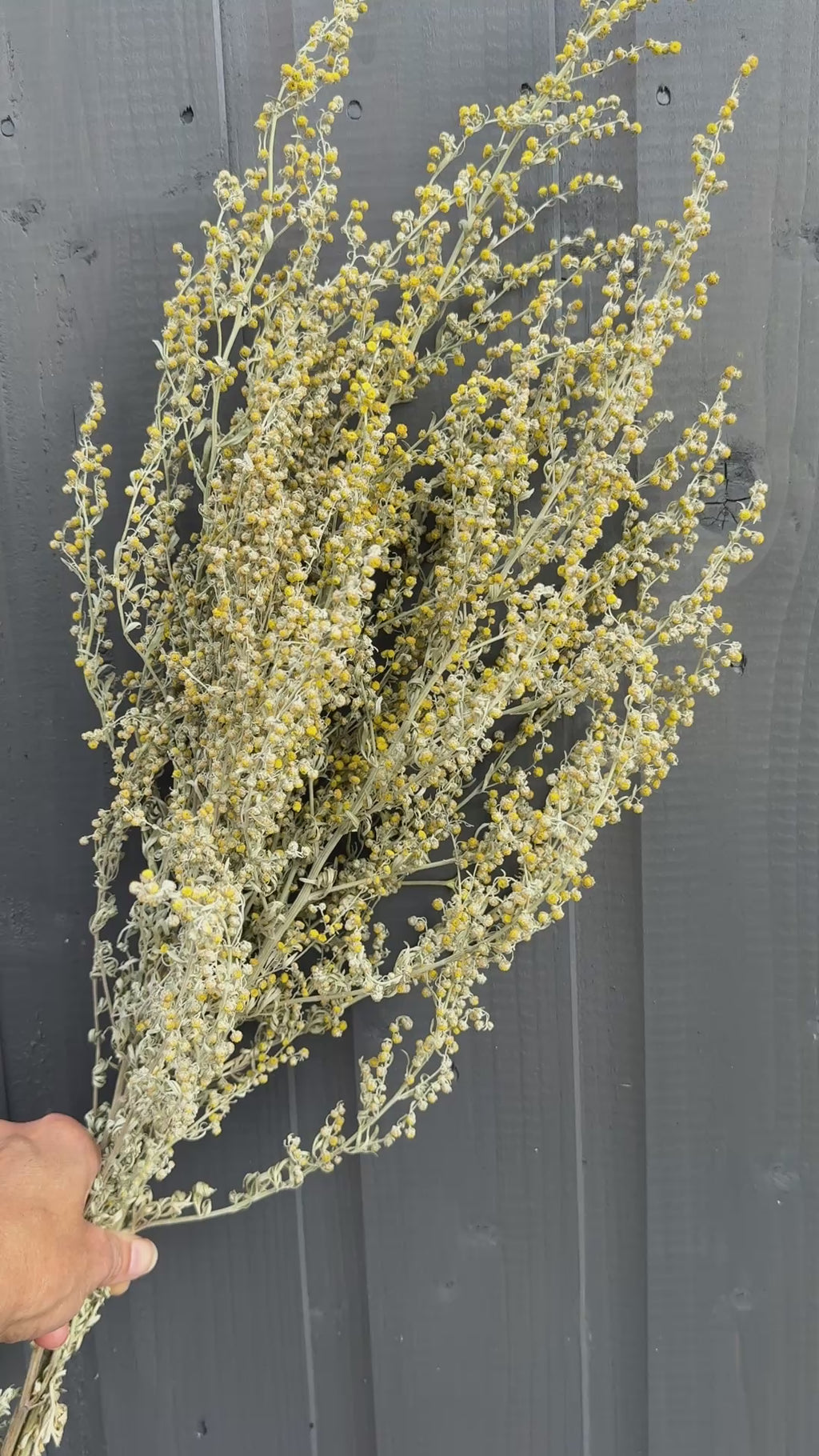Artemisia Dried