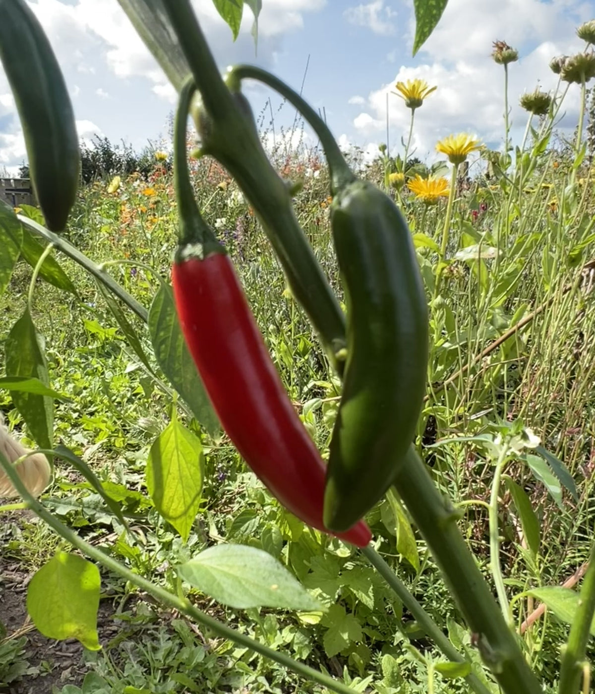 Serrano Chilli
