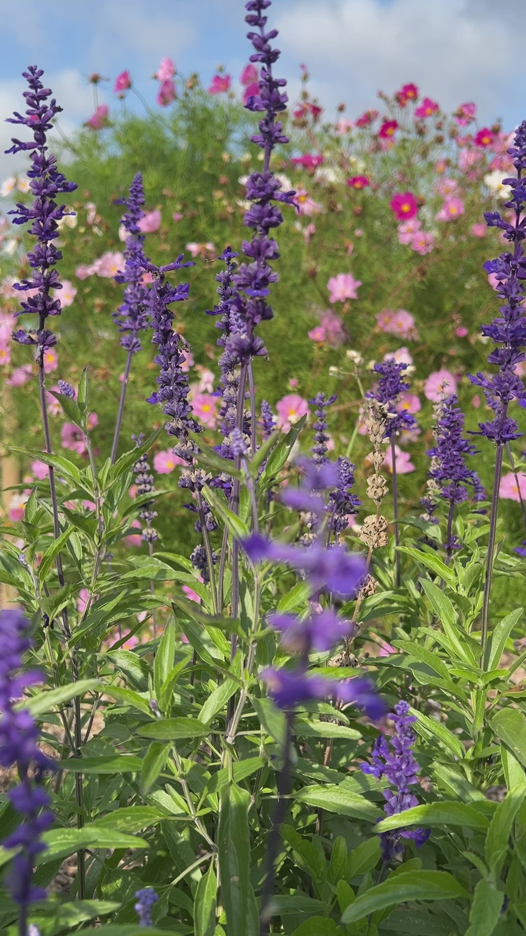 Salvia Victoria Blue