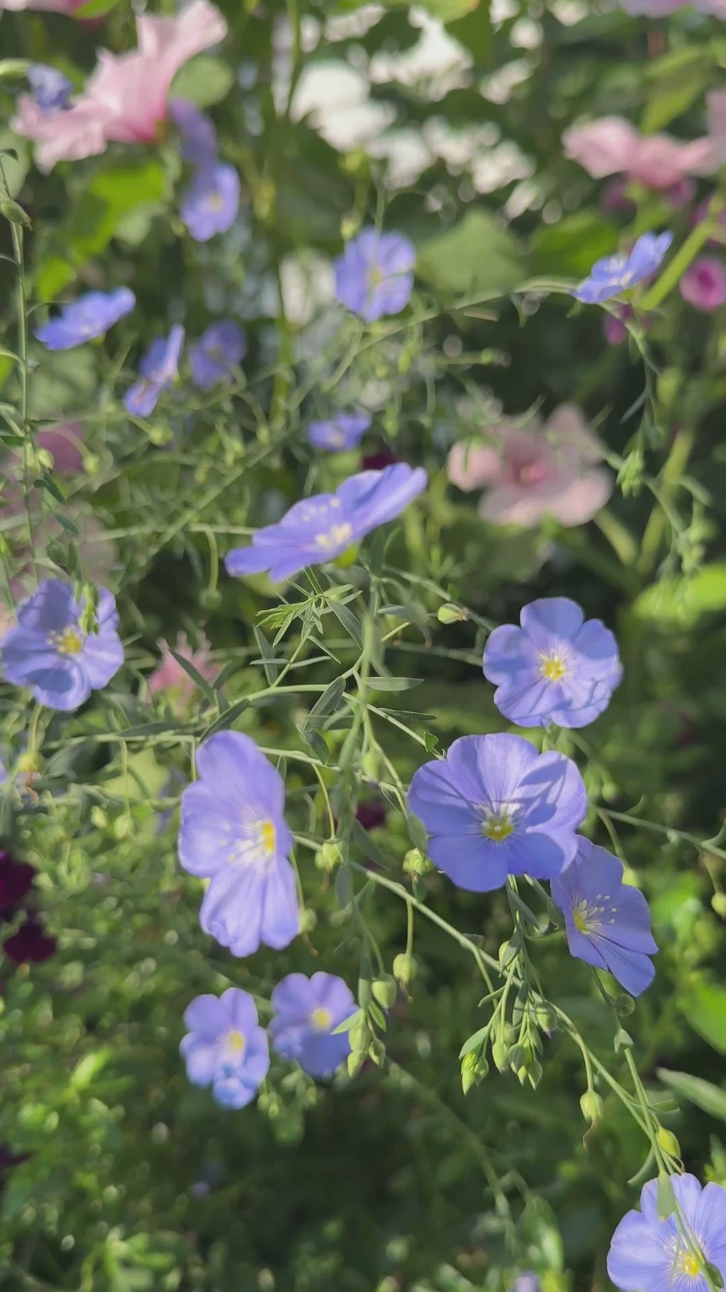 Linum Blue Flax