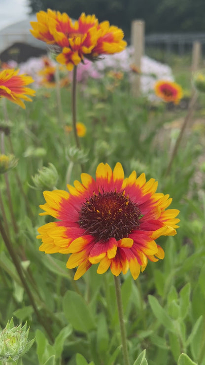 Gaillardia Aristata Bicolour Goblin
