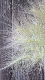 Hordeum Jubatum Dried | Foxtail Barley | Norfolk Grown