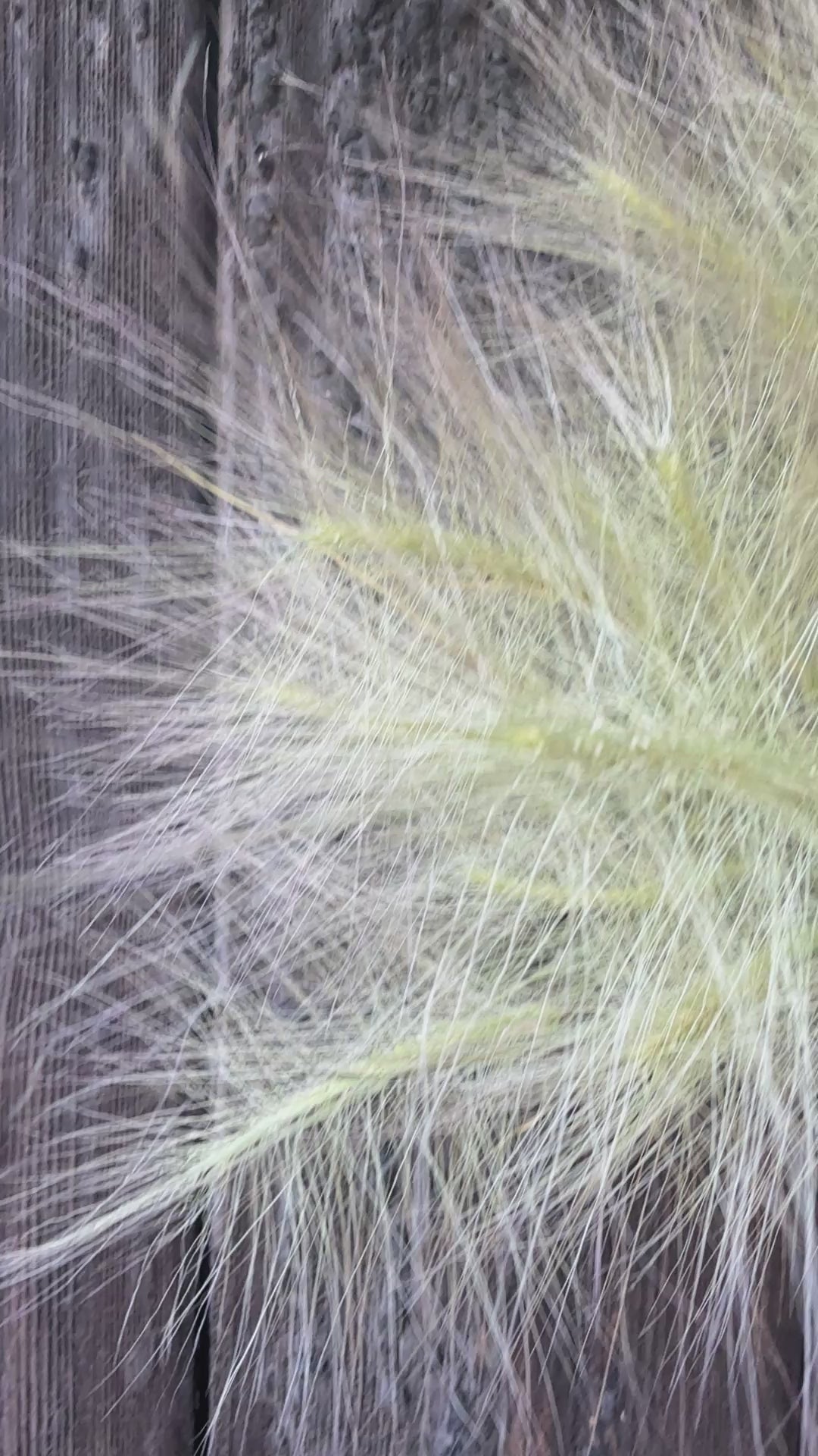 Hordeum Jubatum Dried | Foxtail Barley | Norfolk Grown