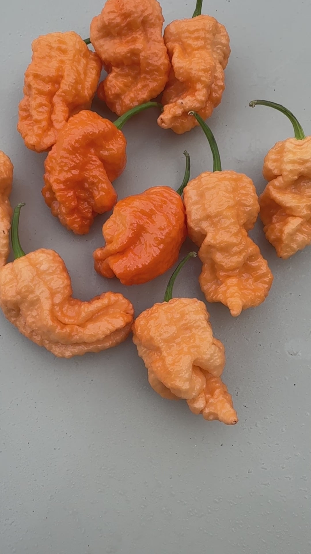 Jays Peach Ghost Scorpion (JPGS) Chilli