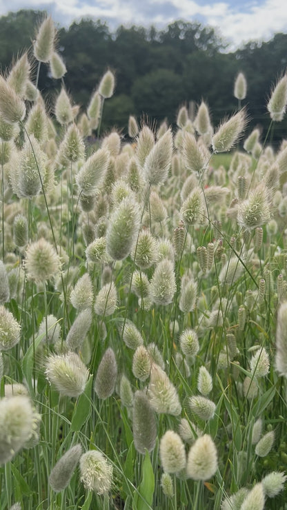 Bunny Tails - Lagurus Ovatus