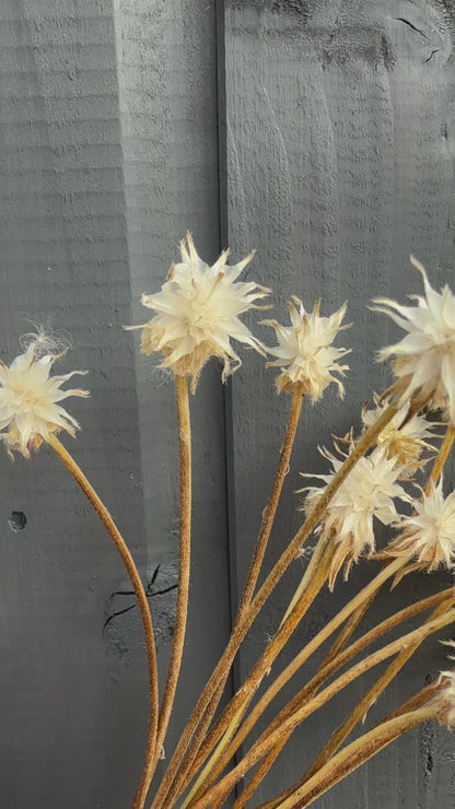 Scabious Stellata Stars Dried