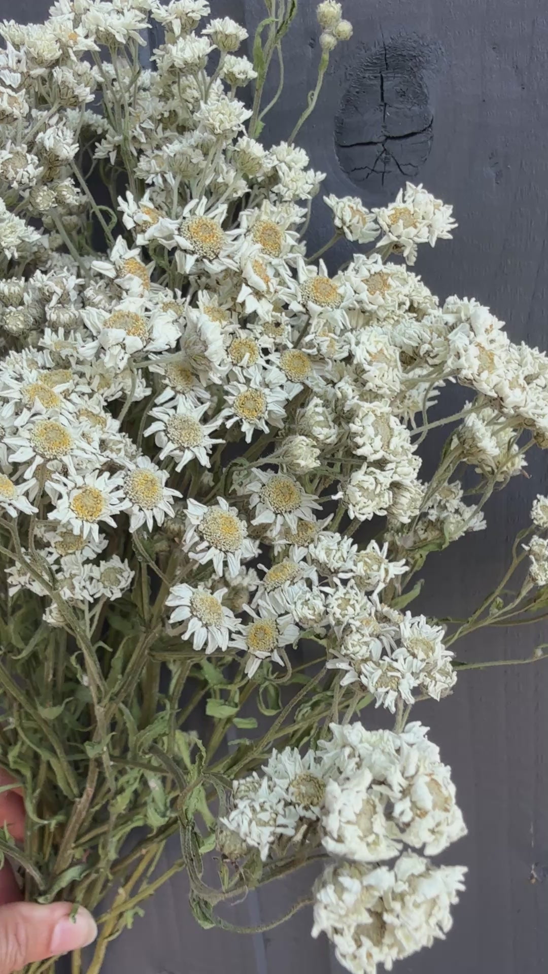 Achillea Ballerina Dried