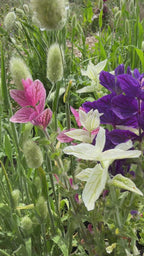 Clary Sage Crown Bouquet Mixed