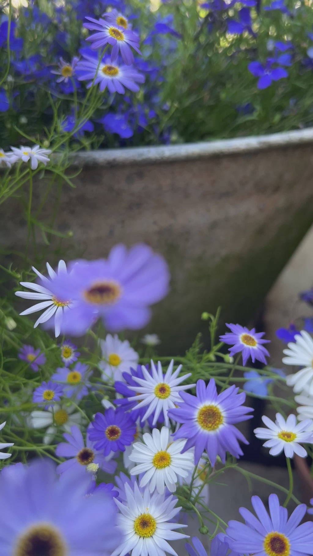 Swan River Daisies Mixed