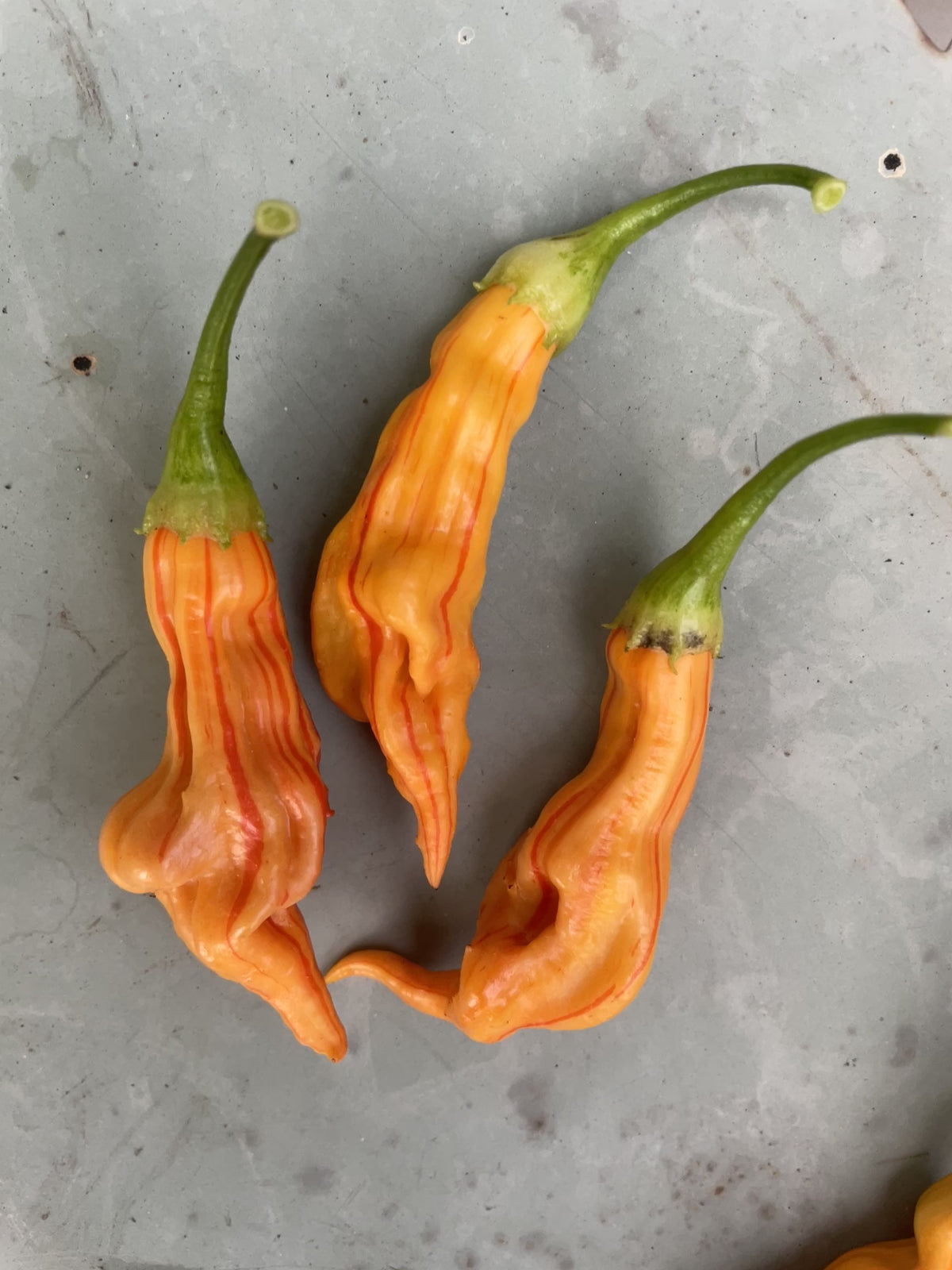 Sugar Rush Peach Stripey Chilli
