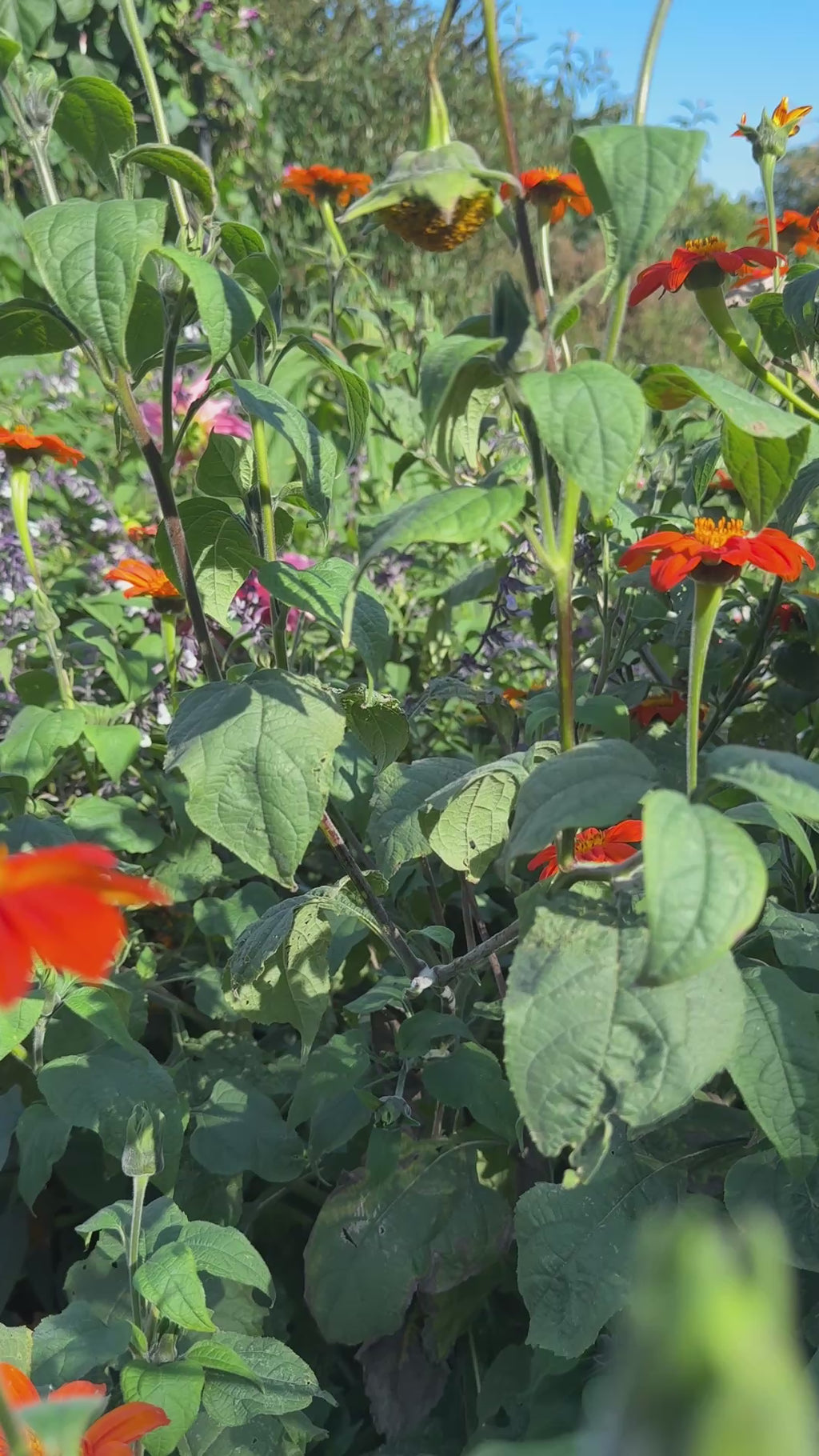 Tithonia Goldfinger